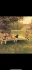 Logo Hundeschule und Hundepension Bunk