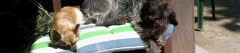 Logo Hundeschule und Pension am Deister