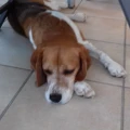 Hundeschule Wetzlar Martin Drescher Lahnau