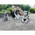 Hundeschule Zum Wolfsblick Melanie Ohrt Lauterbach