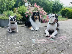 Hundeschule Zum Wolfsblick Melanie Ohrt Lauterbach
