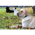 Logo Hundesportverein Greifswald e. V.
