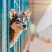 Hundetagesstätte Tom for Dogs Blankenfelde-Mahlow
