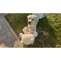 Hundetrainer Jutta Ziegler Gie&szlig;en