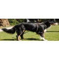 Logo Hundetraining Amira Sultan