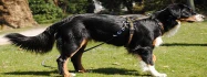Logo Hundetraining Amira Sultan