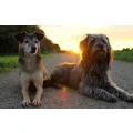 Logo Hundetraining-Dortmund