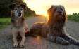 Logo Hundetraining Dortmund