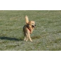 Logo Hundetraining Gl&uuml;ckspilze