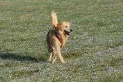 Logo Hundetraining Gl&uuml;ckspilze