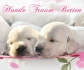 Logo HundeTraumBetten UG (haftungsbeschränkt)