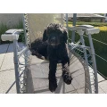 HundsWohl Edith Herbach Gelchsheim