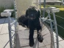 Logo HundsWohl Edith Herbach