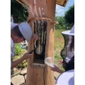 Honigernte mit Schulkindern aus Kamenz