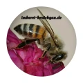 Imkerei Kraichgau &Ouml;stringen