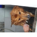 Inge Fuchs Hundesalon M&ouml;mbris