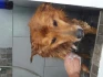 Logo Inge Fuchs Hundesalon