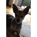 Inge Mit Herz Hundesalon Inge Schall-G&ouml;lz Stuttgart