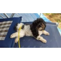 Inh. Iris Deter Hundesalon Pico Bello Hundesalon Seevetal