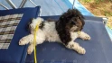 Logo Inh. Iris Deter Hundesalon Pico Bello Hundesalon