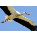 Logo Institut f&uuml;r Agrar&ouml;kologie und Biodiversit&auml;t
