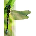 Logo Institut f&uuml;r angewandte Biologie