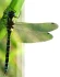 Logo Institut für angewandte Biologie