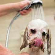 Irmtraud Heuser Hundesalon Battenberg