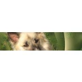 Logo Islandhunde Elke Landrock-Bill