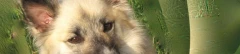 Logo Islandhunde Elke Landrock-Bill