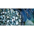 Logo Ismail Yilmaz -Garten- u. Landschaftsbau-