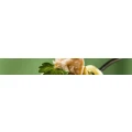 Logo Italy