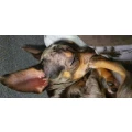 J. Lippler Hundezucht Obhausen