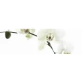 Logo Goede, Janet F. Psychotherapie