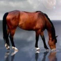 Logo Jansing, Doris, Reitsportartikel