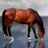 Logo Jansing, Doris, Reitsportartikel Verkauf von Reitsportartikel