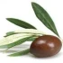 Logo Jassas Griechische Feinkost