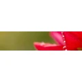 Logo Jennys Blumenstiel