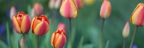 Logo Jochen Heinrich Baum & Garten