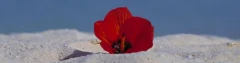 Logo Josef Paul Schäfer Fotograf