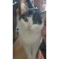J&uuml;rgen Herfurth Tierfriedhof Hainichen bei Jena