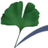 Logo Jürgen Maier Heilkundeschule