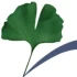 Logo Jürgen Maier Heilkundeschule