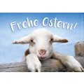 Just, Martin, Dipl.-Ing., Schafhaltung der Fam. Just Ralbitz-Rosenthal