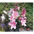 K. I. Alberti Blumenhaus Meerane