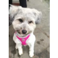 Kaisers Hundesalon - Inh. Lydia Kaiser Erftstadt