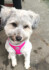 Logo Kaisers Hundesalon - Inh. Lydia Kaiser