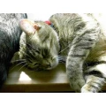 Logo Katzenbetreuung Blank Claudia