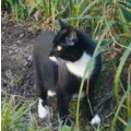 Katzenpension Elsdorf-Widdendorf Birge Koll Elsdorf