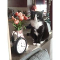 Katzenpension Felina Fahrenzhausen